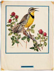 vintage and antique bird prints